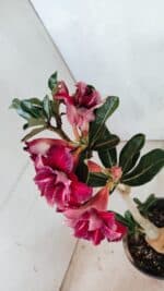 Planta Dobrada 3659 – 30cm – 02 anos - Imagem 7