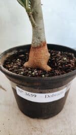 Planta Dobrada 3659 – 30cm – 02 anos - Imagem 6