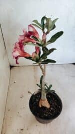 Planta Dobrada 3659 – 30cm – 02 anos - Imagem 5