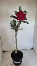 Planta Dobrada 3660 – 35cm – 03 anos - Imagem 2