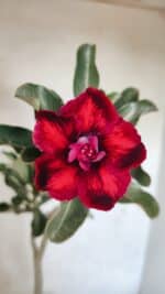 Planta Dobrada 3660 – 35cm – 03 anos