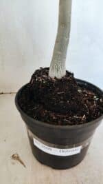 Planta Dobrada 3660 – 35cm – 03 anos - Imagem 6