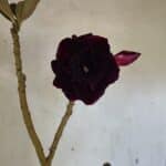 Planta Dobrada 3661 – 35cm – 03 anos