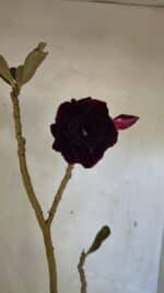 Planta Dobrada 3661 – 35cm – 03 anos