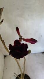 Planta Dobrada 3661 – 35cm – 03 anos - Imagem 5