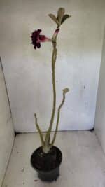 Planta Dobrada 3661 – 35cm – 03 anos - Imagem 6