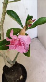 Planta Dobrada 3662 – 35cm – 03 anos - Imagem 4