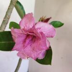 Planta Dobrada 3662 – 35cm – 03 anos