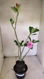 Planta Dobrada 3662 – 35cm – 03 anos - Imagem 2