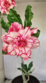 Planta Dobrada 3663 – 55cm – 04 anos