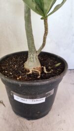 Planta Dobrada 3663 – 55cm – 04 anos - Imagem 9