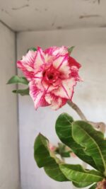 Planta Dobrada 3663 – 55cm – 04 anos - Imagem 8