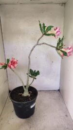 Planta Dobrada 3663 – 55cm – 04 anos - Imagem 7
