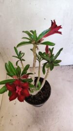Planta Dobrada 3664 – 35cm – 03 anos - Imagem 4