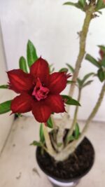 Planta Dobrada 3664 – 35cm – 03 anos