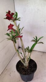 Planta Dobrada 3664 – 35cm – 03 anos - Imagem 7