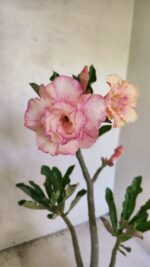 Planta Dobrada 3665 – 35cm – 03 anos - Imagem 5