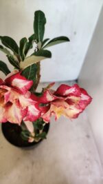 Planta Dobrada 3666 – 50cm – 03 anos - Imagem 5