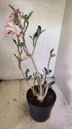 Planta Dobrada 3666 – 50cm – 03 anos - Imagem 7