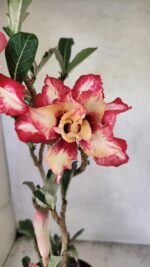 Planta Dobrada 3666 – 50cm – 03 anos - Imagem 4