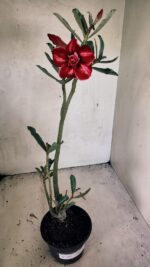 Planta Dobrada 3667 – 35cm – 03 anos - Imagem 2