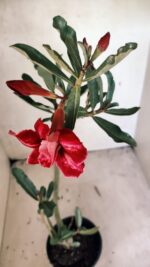 Planta Dobrada 3667 – 35cm – 03 anos - Imagem 6