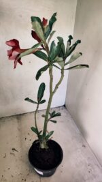 Planta Dobrada 3667 – 35cm – 03 anos - Imagem 5