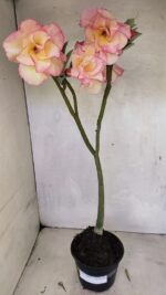 Planta Dobrada 3668 – 35cm – 03 anos - Imagem 2