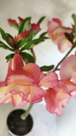 Planta Dobrada 3668 – 35cm – 03 anos - Imagem 5