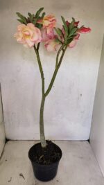 Planta Dobrada 3668 – 35cm – 03 anos - Imagem 7