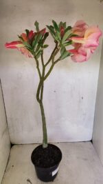 Planta Dobrada 3668 – 35cm – 03 anos - Imagem 6