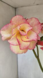 Planta Dobrada 3668 – 35cm – 03 anos - Imagem 3