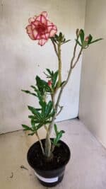 Planta Dobrada 3682 – 35cm – 03 anos - Imagem 5