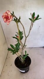 Planta Dobrada 3682 – 35cm – 03 anos - Imagem 2