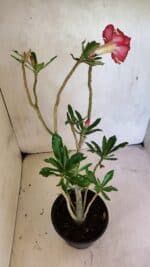 Planta Dobrada 3682 – 35cm – 03 anos - Imagem 8