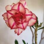 Planta Dobrada 3682 – 35cm – 03 anos