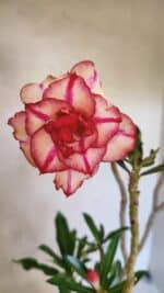 Planta Dobrada 3682 – 35cm – 03 anos