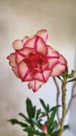 Planta Dobrada 3682 – 35cm – 03 anos - Imagem 3