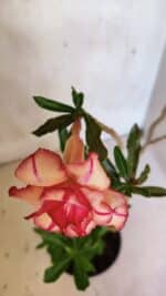 Planta Dobrada 3682 – 35cm – 03 anos - Imagem 4