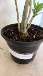 Planta Dobrada 3682 – 35cm – 03 anos - Imagem 6