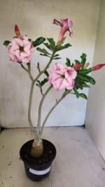 Planta Dobrada 3683 – 35cm – 03 anos - Imagem 2