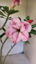 Planta Dobrada 3683 – 35cm – 03 anos - Imagem 4