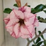 Planta Dobrada 3683 – 35cm – 03 anos