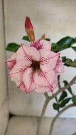 Planta Dobrada 3683 – 35cm – 03 anos