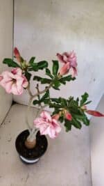 Planta Dobrada 3683 – 35cm – 03 anos - Imagem 5