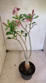 Planta Dobrada 3683 – 35cm – 03 anos - Imagem 6