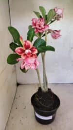 Planta Dobrada 3684 – 35cm – 03 anos - Imagem 2