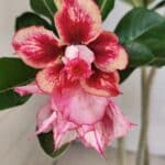 Planta Dobrada 3684 – 35cm – 03 anos