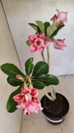 Planta Dobrada 3684 – 35cm – 03 anos - Imagem 4