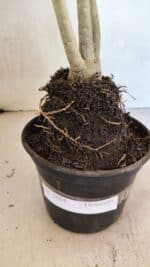 Planta Dobrada 3684 – 35cm – 03 anos - Imagem 7